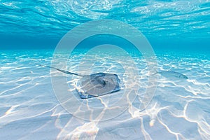 Southern Stingray solitude