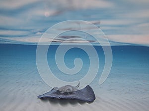 Southern Stingray at Stingray Sandbar, Grand Cayman