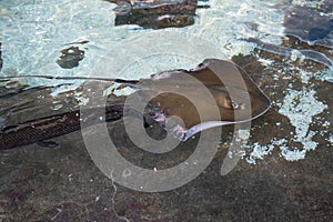 Southern stingray swims in shallow waters with injuries to fins