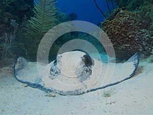 Southern stingray on white sand in Cuba's Jardin de la Reina