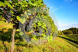 Southern Styria Austria Red wine: Grape vines in the vineyard before harvest