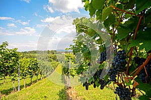 Southern Styria Austria - Red wine: Grape vines in the vineyard before harvest photo