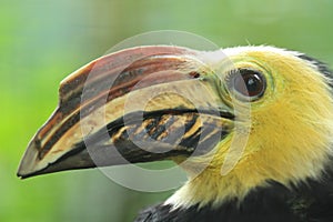 Southern sulawesi tarictic hornbill photo