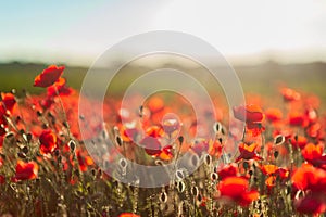 The southern sun illuminates the fields of red garden poppies. The concept of rural tourism. Poppy fields at golden hour