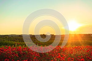 The southern sun illuminates the fields of red garden poppies. The concept of rural tourism. Poppy fields at golden hour