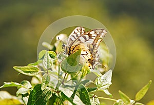 Southern Swallowtail Butterfly