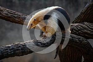 Southern Tamandua or Collared Anteater