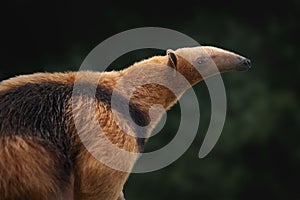 Southern Tamandua or Collared Anteater