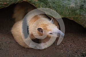 Southern Tamandua or Collared Anteater