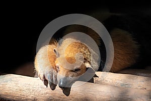 Southern Tamandua Sleeping or Collared Anteater