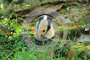 Southern tamandua