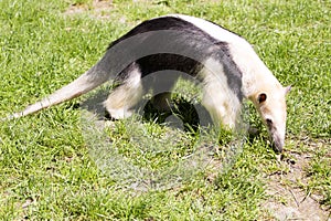 Southern Tamandua, Tamandua tetradactyla inhabits savannas and forests of South America