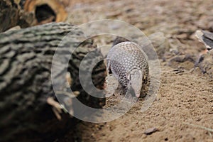 Southern three-banded armadillo