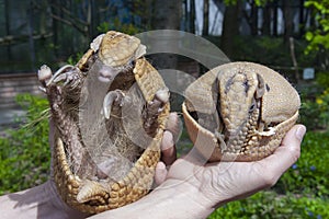 Southern three-banded armadillo (Tolypeutes matacus)