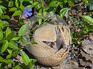 Southern three-banded armadillo (Tolypeutes matacus)