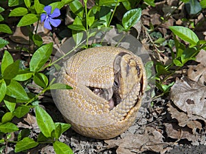 Southern three-banded armadillo (Tolypeutes matacus)