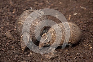 Southern three-banded armadillo Tolypeutes matacus