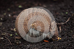 Southern three-banded armadillo Tolypeutes matacus