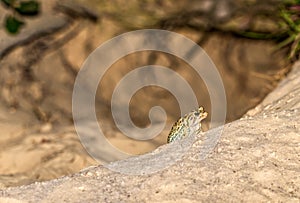 Southern toad Anaxyrus terrestris coming out of a large Florida gopher tortoise burrow