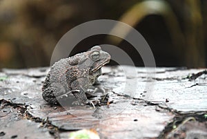 Southern Toad on a log in the Okefenokee Swamp, Georgia USA