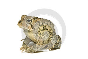 Southern Toad Profile