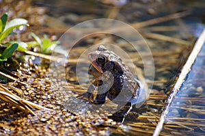 Southern Toad sitting in the water.