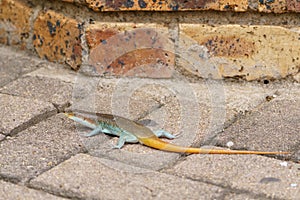 Southern tree agama