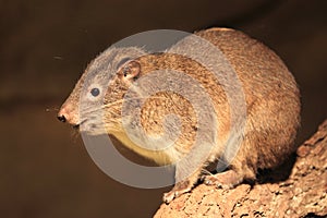 Southern tree hyrax photo