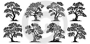 Southern tree silhouettes. Beautiful plants black art vector elements collection isolated on white background