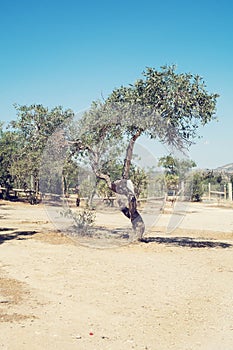 Southern trees grow in hot climates, in the desert.