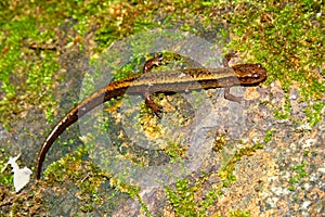 Southern Two-lined Salamander Indiana