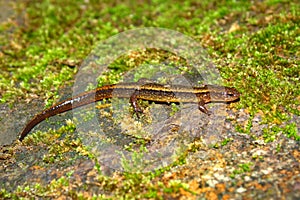 Southern Two-lined Salamander Indiana