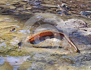 Two lined Salamander