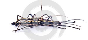 southern two striped walkingstick - Anisomorpha buprestoides