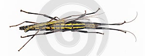 southern two striped walkingstick - Anisomorpha buprestoides. Aka devil rider, or musk mare, is a stick insect which occurs