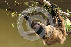 Southern two-toed sloth