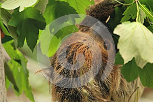 Southern two-toed sloth