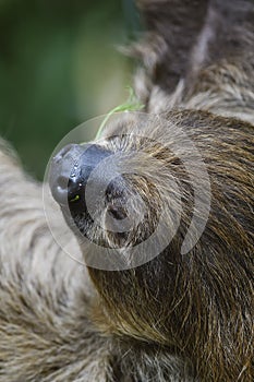Southern Two-toed Sloth - Choloepus didactylus