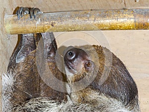 Southern two-toed sloth is hanging in a box