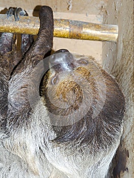 Southern two-toed sloth is hanging in a box