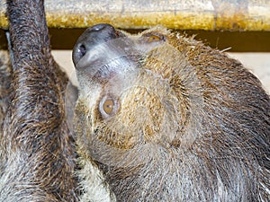 Southern two-toed sloth is hanging in a box