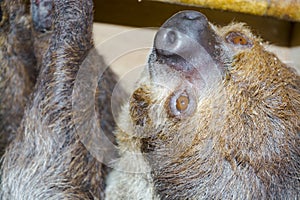 Southern two-toed sloth is hanging in a box