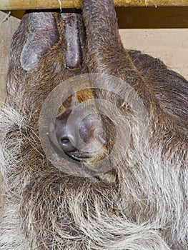 Southern two-toed sloth is hanging in a box