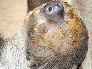 Southern two-toed sloth is hanging in a box photo