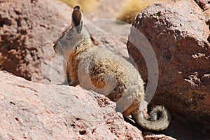 A southern viscacha in Bolivia