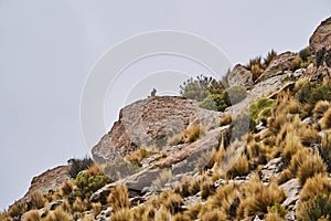 southern viscacha, Lagidium , looks like a crossing of hare and Chinchilla. photo