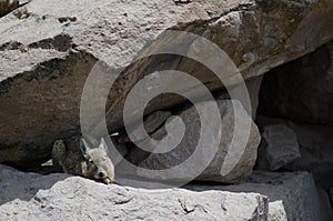 Southern viscacha Lagidium viscacia resting between rocks.