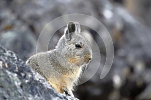 Southern Viscacha Lagidium viscacia taken in freedom near the snowy Huaytapallana