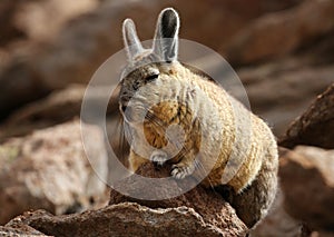 Southern Viscacha in Siloli desert & x28;bolivia& x29;