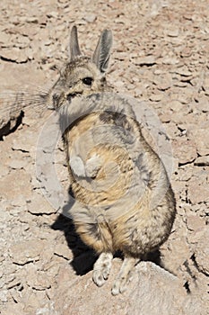 Southern Viscacha or Vizcacha Lagidium Viscacia in Siloli Desert - Bolivia